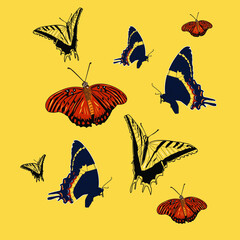 Variedad Mariposas Butterflies Colorful flying