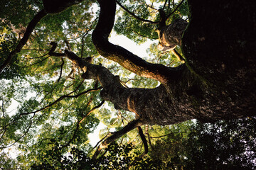 Green tree growing in forest