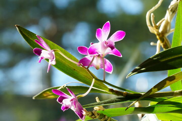 glowing orchid
