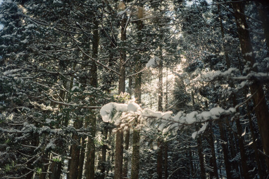 Winter forest on sunny day