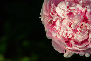 Close up of pink peony