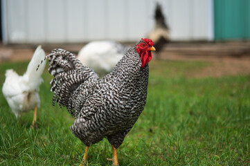 Chicken on a farm