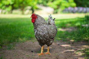 Chicken on a farm