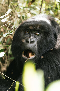 Wild mountain gorilla eating plants on jungle