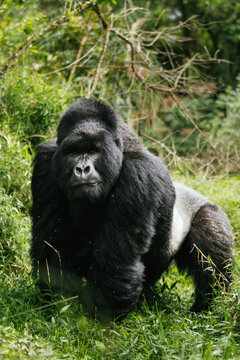 Muscular silverback gorilla in green woods