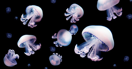 Jellyfish meduse animal background black underwater marine wildlife