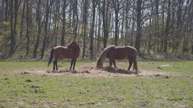 Racing horses graze in the paddock in nature