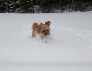 dog in snow