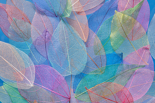 Autumnal composition of transparent colorful leaves
