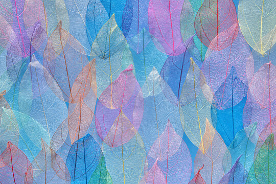 Beautiful pattern of veined colorful leaves