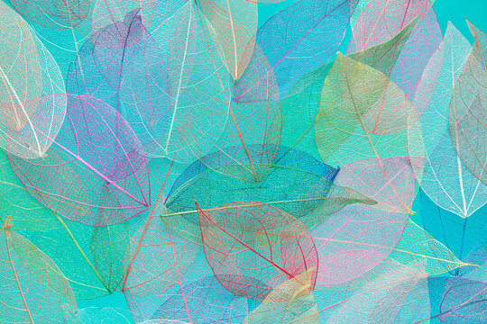 Pattern of colorful leaves with viewable skeleton