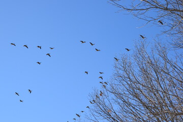 Birds flock