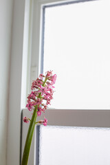 球根, ヒヤシンス, 花, ピンク, 枯れた, 萎れた, 窓, 部屋, 屋内, 日本, 冬, ライフスタイル, コピースペース, 女性, 花瓶, インテリア, 室内, 人物, 明るい, かわいい, 植物, 花束, 若い, 日本人, 1人, 根, 根っこ, 水中