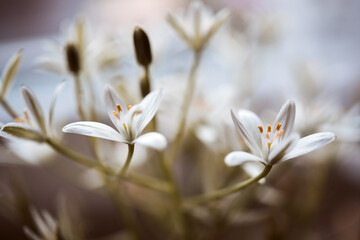 Dreamy white flowers 