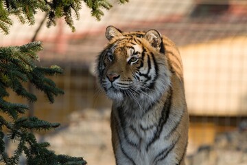 A male of a Bengal tiger is looking into the distance.
