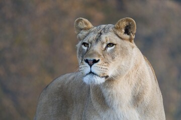 A female of white South African lion is looking into the distance.