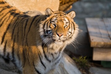 A male of a Bengal tiger is looking into the camera.