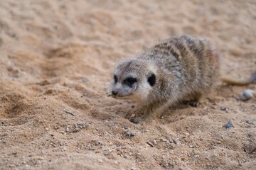 A meerkat crawling on a sand, with only her head focused.