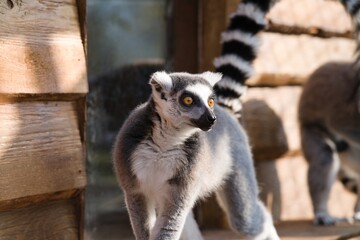 A lemur catta in front of a window looks near the camera. There is yet another lemur in the background.