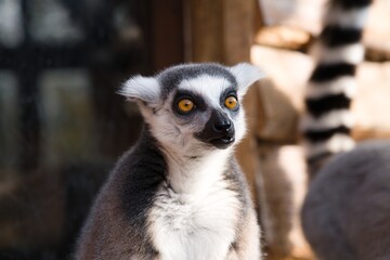 A lemur catta in front of a window looks near the camera. There is yet another lemur in the background.