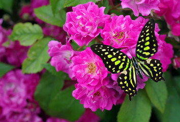 Fototapeta na wymiar Bright colorful tropical butterfly on pink rose flowers. Graphium agamemnon butterfly. Green-spotted triangle. Tailed green jay. 