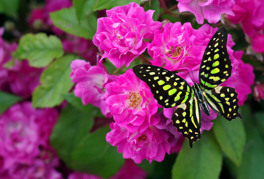 Bright colorful tropical butterfly on pink rose flowers. Graphium agamemnon butterfly. Green-spotted triangle. Tailed green jay. 