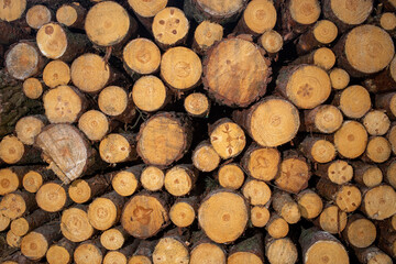 Cutted logs in a forest