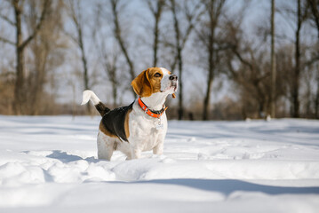 Beagle dog runs and plays in the winter forest on a Sunny frosty day