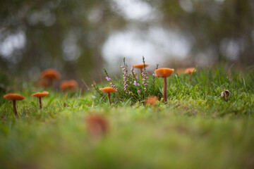 Mushrooms & Lavender in the Grass