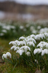 Snowdrops