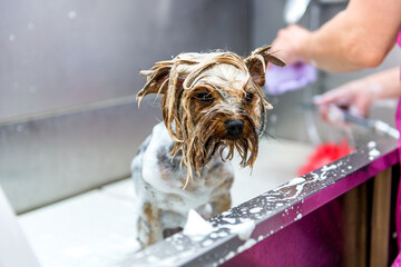 dog wash before shearing