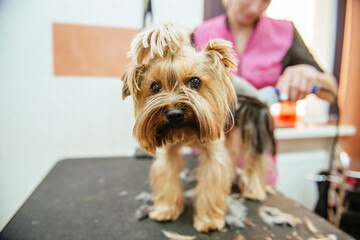 Hairdresser mows Yorkshire Terrier fur on the ear with a trimmer