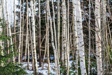 Birch grove on a sunny winter day.