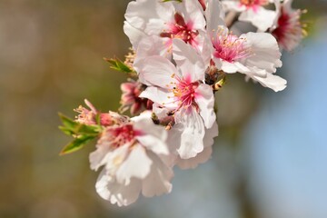Detalle de varias flores de almendro en febrero