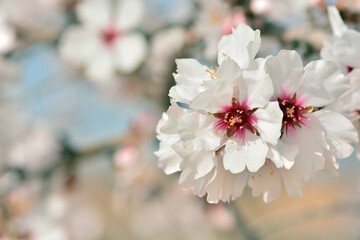 Detalle de varias flores de almendro en febrero
