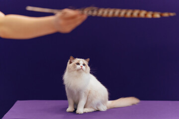 Playing with cute pet cat using a feather