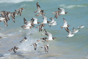 flock of seagulls