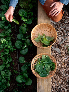 A Man Harvests Spinach From A Raised Bed Garden And Puts It Into Two Baskets.