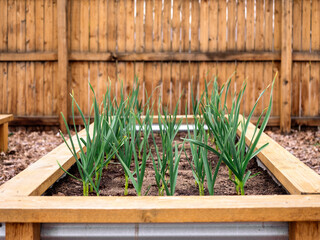 Garlic grows in a raised bed garden with a wooden fence in the background.