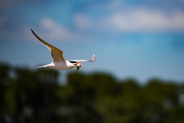 Royal Tern with Fish in Mouth