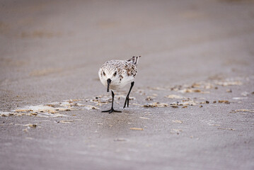 Sandpiper on Beach