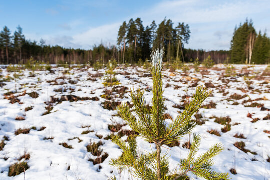 The tops of young pine trees are painted to protect them from animals that may bite their buds in winter.
