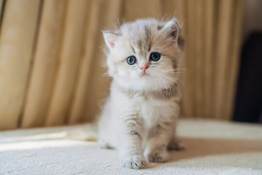 Purebred golden British shorthairs kitten