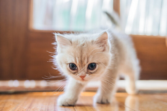Purebred golden kitten on the floor