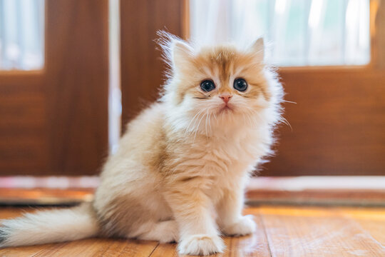 Purebred golden kitten on the floor - Powered by Adobe
