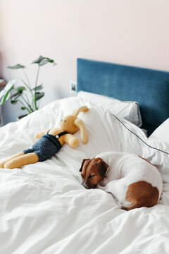 Dog lying on bed in bedroom.