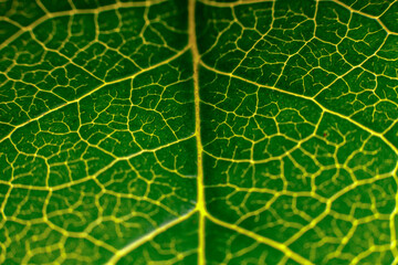 green leaf texture