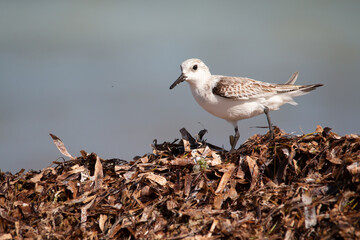 Seagull 