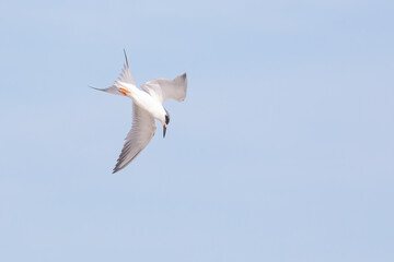 A Forster's tern diving for fish in the ocean over the water searching for fish in Summerhaven, Florida. 