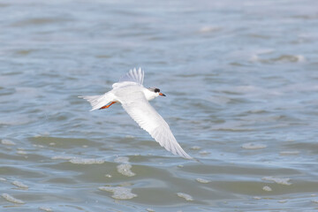 Fototapeta na wymiar A Forster's tern flying over the water searching for fish in Summerhaven, Florida. 